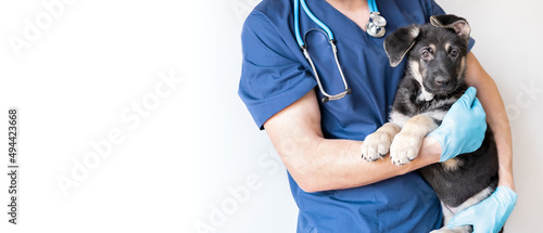 Cropped image of handsome male veterinarian doctor with stethoscope holding cute gray german shepherd puppy in arms in veterinary clinic on white background banner photo