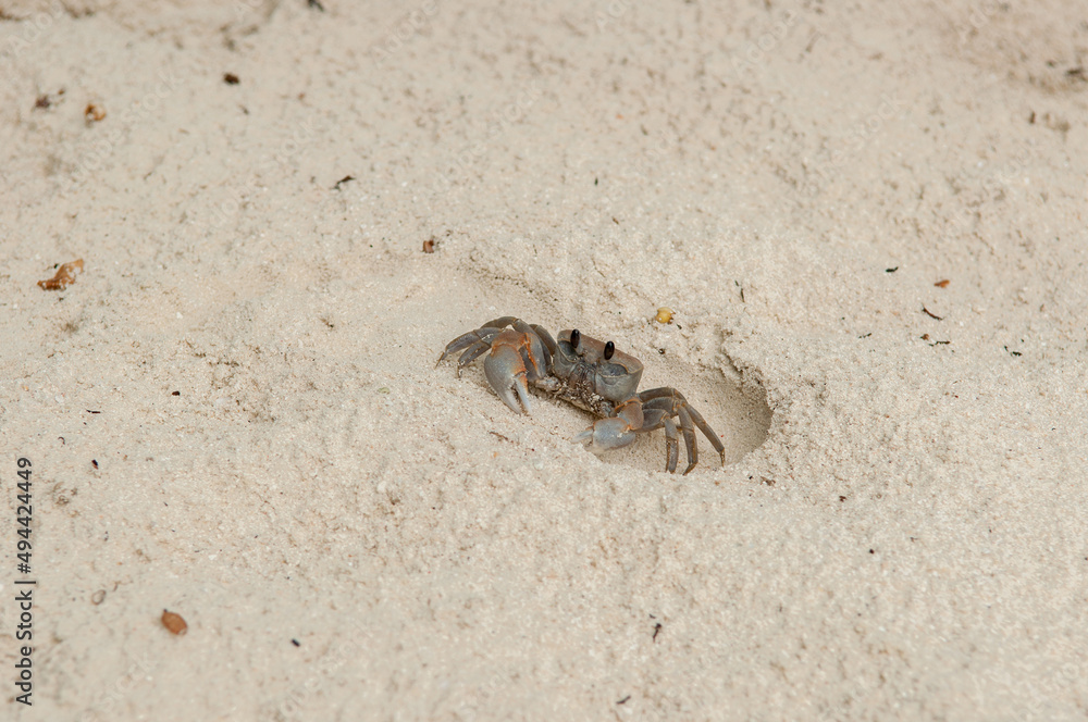 A crab on the beach is running on the white sand. Exotic animals in the resorts of tropical islands. The concept of a beach holiday in the tropics. A crab on the beach is running on the white sand. Exotic animals in the resorts of tropical islands. The concept of a beach holiday in the tropics.