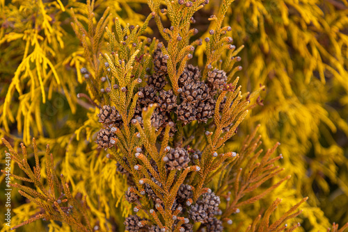 Chamaecyparis pisifera 'Filifera Aurea, Golden Threadleaf Chamaecyparis  photo