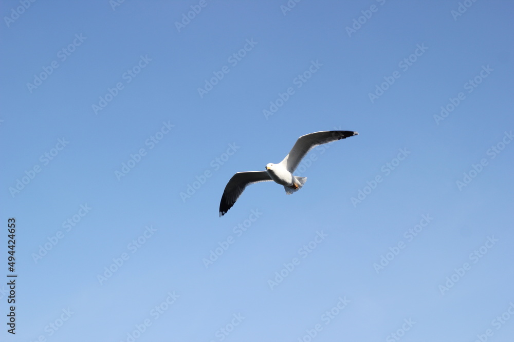 flying seagull floating on the air flying seagull floating on the air