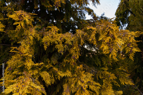 Cupressus nootkatensis, Nootka cypress in forest photo