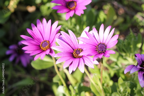 three pink flowers on the grass