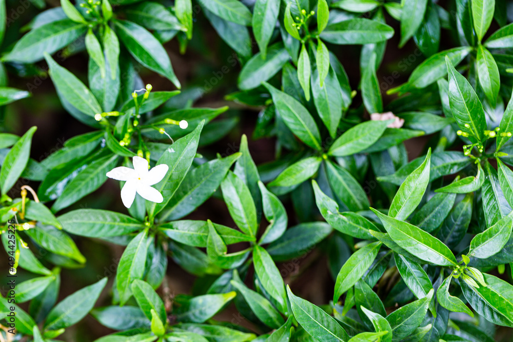 variegated crepe jasmine or Tabernaemontana divaricata 'Silver Ice' or Variegated Great Rosebay (Tabernaemontana corymbosa).