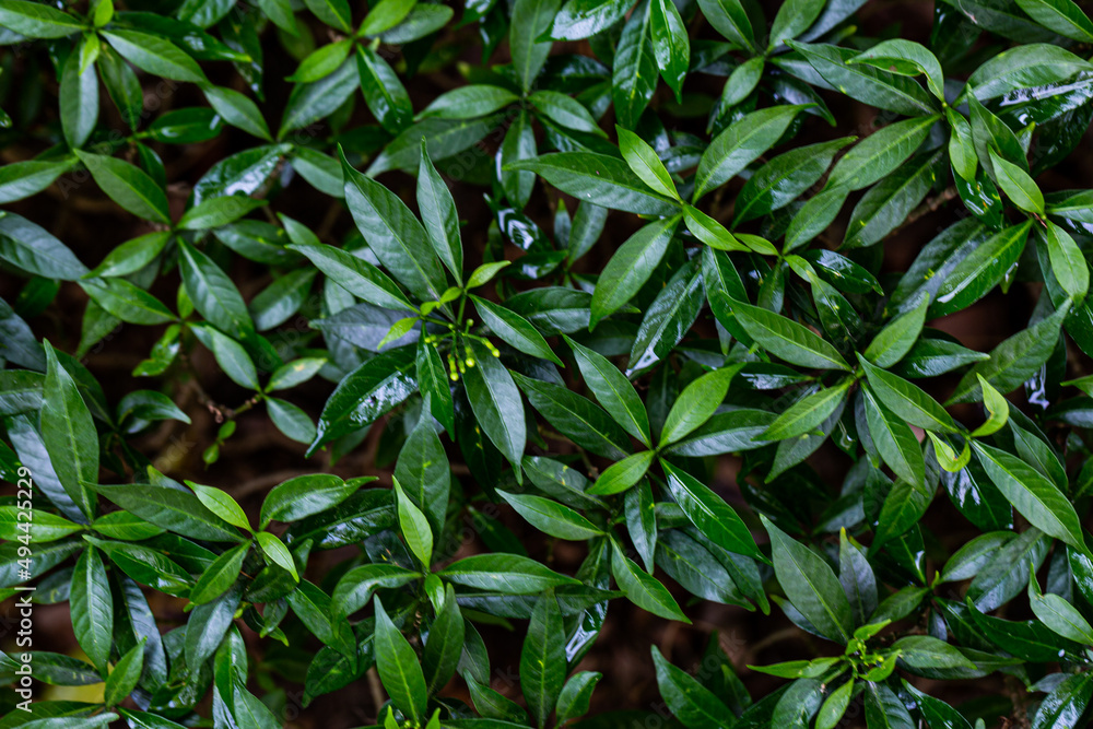 variegated crepe jasmine or Tabernaemontana divaricata 'Silver Ice' or Variegated Great Rosebay (Tabernaemontana corymbosa). variegated crepe jasmine or Tabernaemontana divaricata 'Silver Ice' or Variegated Great Rosebay (Tabernaemontana corymbosa).
