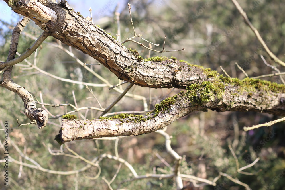 broken mossy tree branch cracked broken mossy tree branch cracked