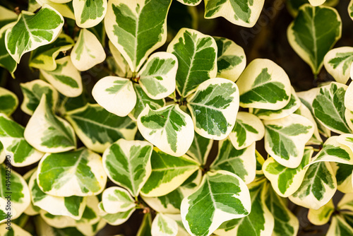 Small green leaf heart shape ornamental plants (Mistletoe Fig,Mistletoe Rubber Plant Ficus deltoidea) © kowitstockphoto