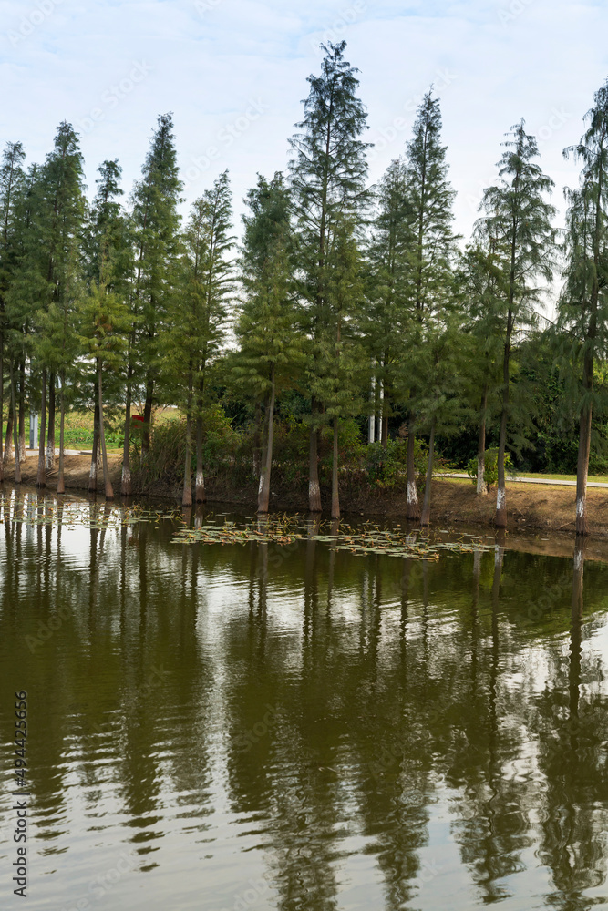 Lush greener around the pond in the park Lush greener around the pond in the park