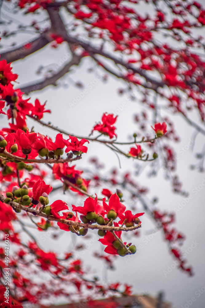Kapok is the city flower of Guangzhou. Kapok blossoms in spring. Kapok is the city flower of Guangzhou. Kapok blossoms in spring.