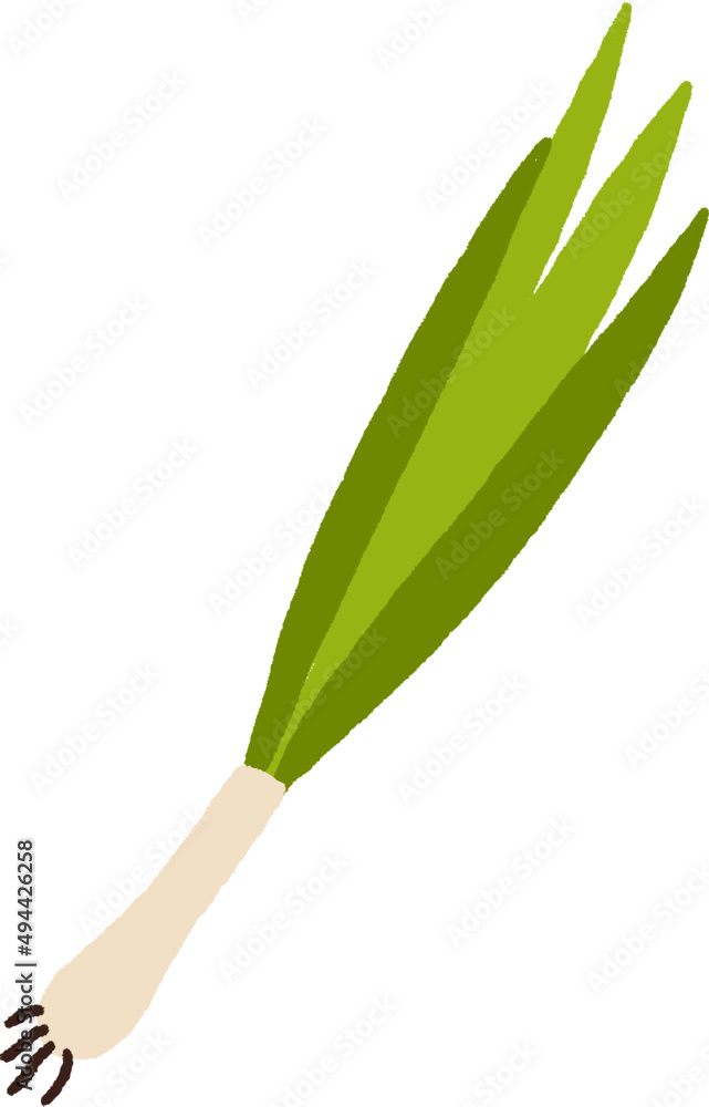 Green Onion or Scallion Cartoon Illustration Green Onion or Scallion Cartoon Illustration