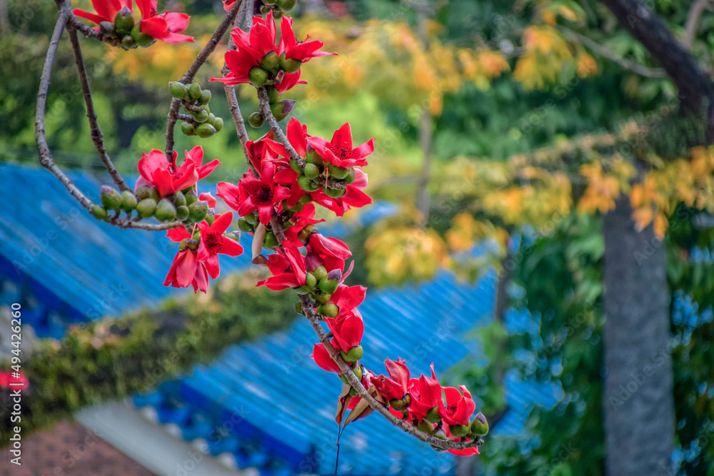 Kapok is the city flower of Guangzhou. Kapok blossoms in spring.