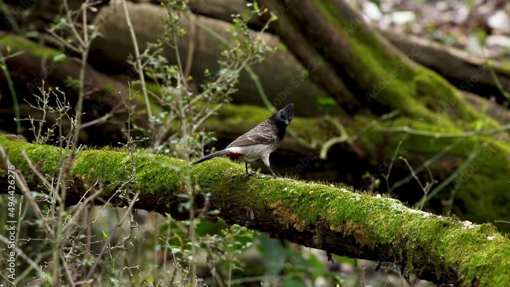 Wild Songbird, Red Vented Bulbul Feeding While Perched On A Tree Branch Wild Songbird, Red Vented Bulbul Feeding While Perched On A Tree Branch