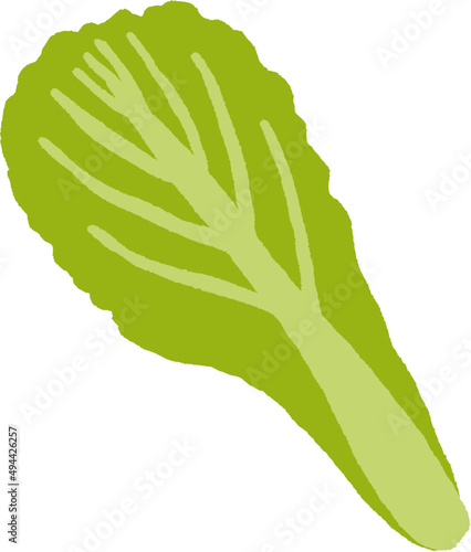Chinese Cabbage Cartoon Illustration