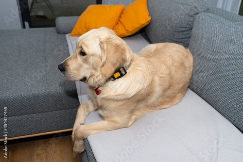 A young male golden retriever is lying on a couch in a home living room on yellow pillows and a blanket.