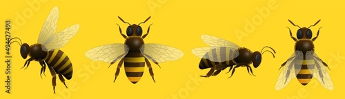 Realistic honey bee insect set. Wild buzz bug or stripped wasp isolated on yellow background