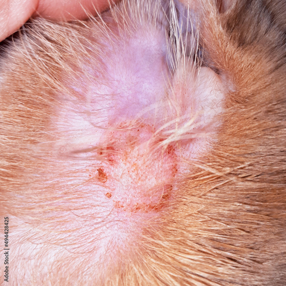Closeup of a fungal lesion in a cat's ear. Typical circular lesion of