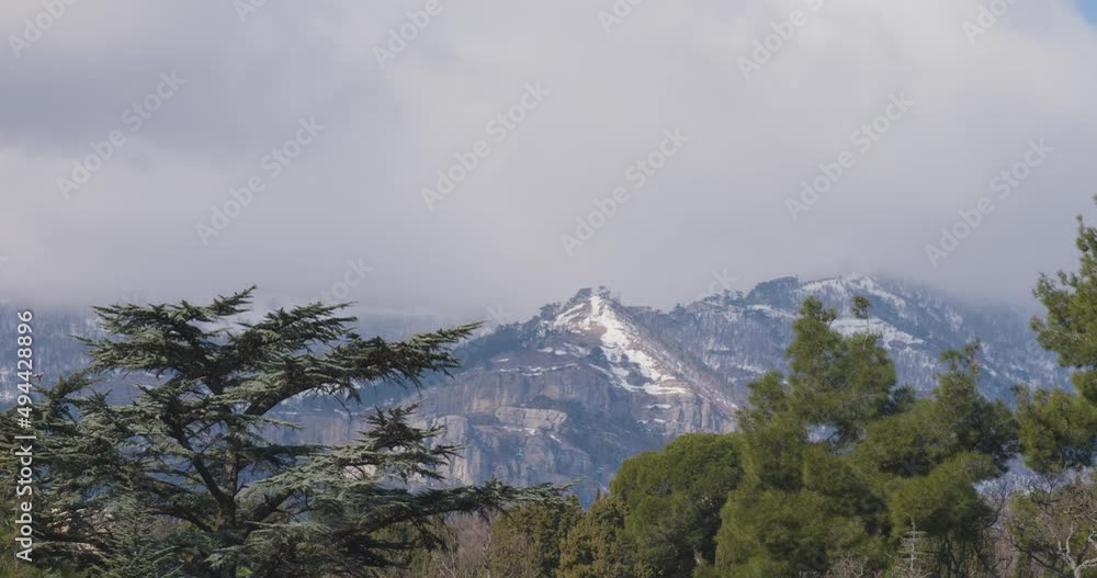 Birds fly among coniferous trees against the background of snow-capped mountains. Birds fly among coniferous trees against the background of snow-capped mountains.