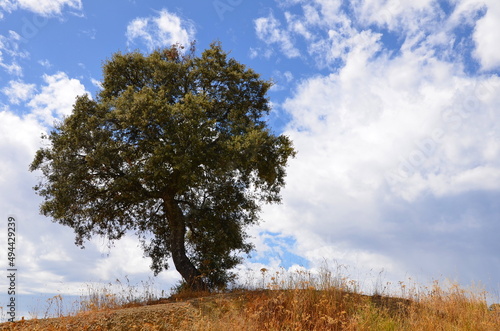 tree in the autumn