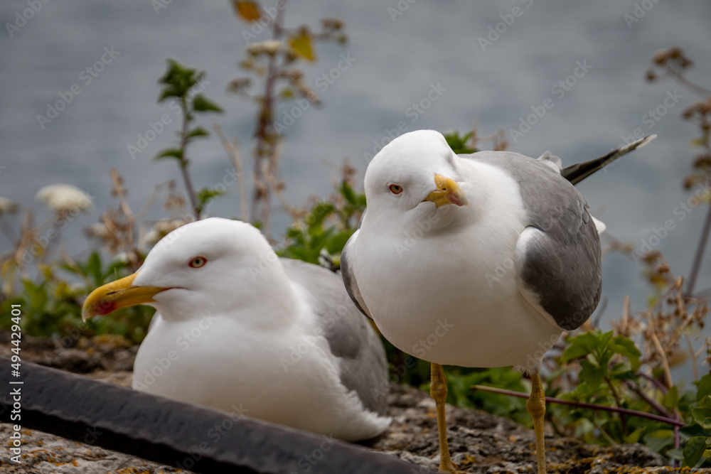 Fototapeta premium two seagulls lying on a wall in front of the sea