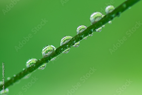 Close up of branches with dew