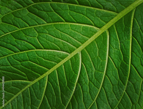 Green leaf veins background. Summer background, banner with copy space