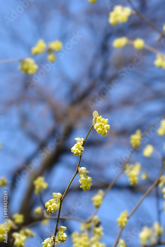 Spike witch hazel