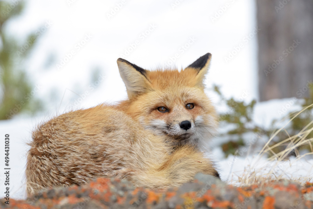 Obraz premium American Red Fox (Vulpes vulpes fulva) lying down in snow, Yellowstone national park, Wyoming, USA.