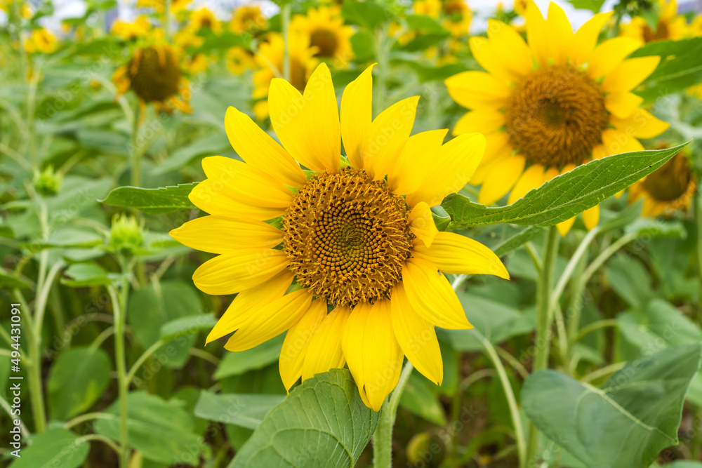 Yellow sunflower in the sunset light. Close-up. Sunflower, close-up. Yellow big flower. Yellow sunflower in the sunset light. Close-up. Sunflower, close-up. Yellow big flower.