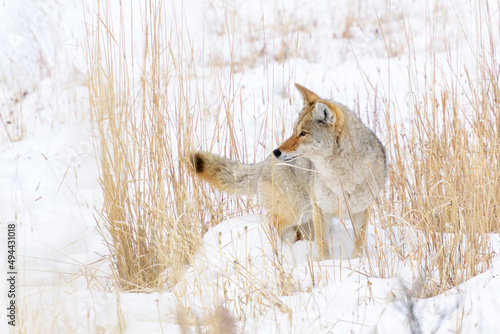 Obraz na plátne Coyote (Canis latrans) hunting in the snow in winter, Yellowstone National Park, Wyoming, United States of America