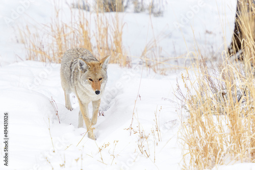 Coyote (Canis latrans) in the snow in winter, Yellowstone National Park, Wyoming, United States of America.