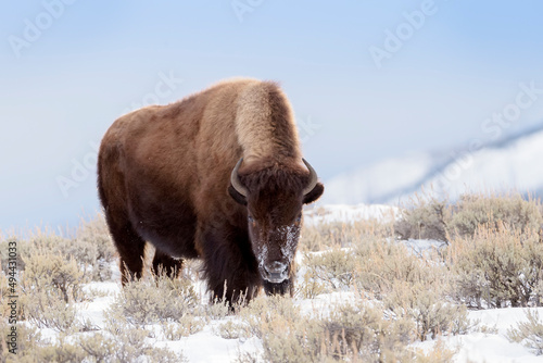 American Bison (Bison bison) standing in snow, Yellowstone National Park, Wyoming, United States.