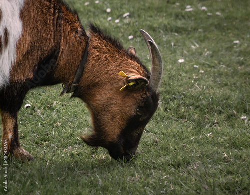 A male adult goat with horns eating in the meadow 