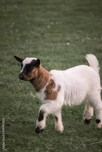 A little goat walking in the meadow