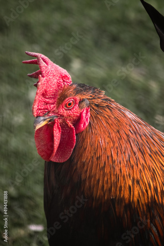 A close view of a red male rooster in the meadow