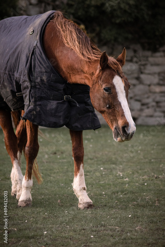 A horse protected for the rain in the meadow