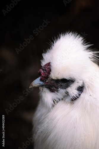 A white chicken in a black background