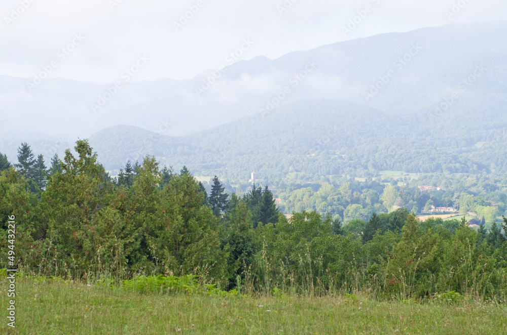 forest in the mountains