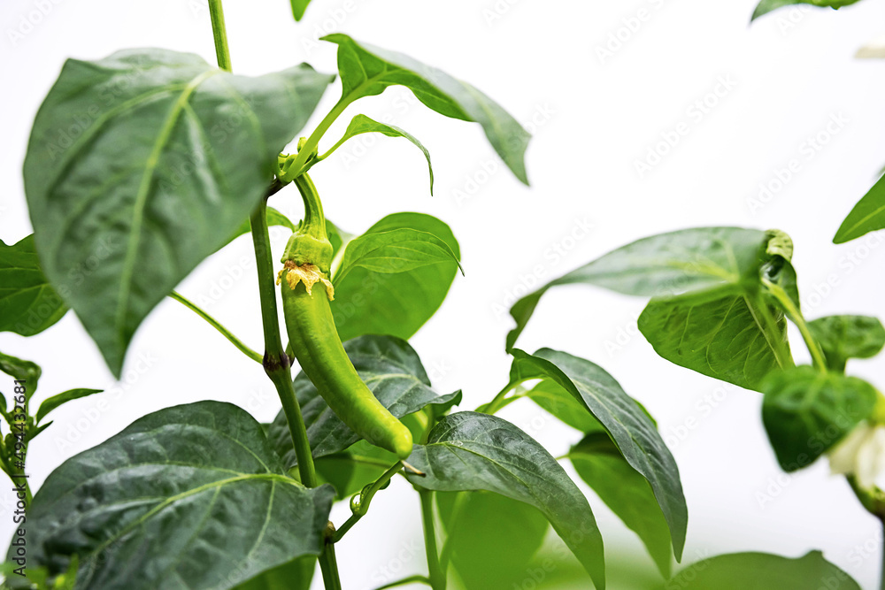 Homegrown chilli pepper, cultivation green pepper vegetable. Chili pepper branch, close up. 
