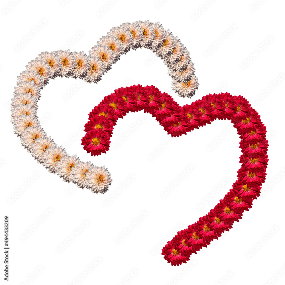 A beautiful decoration in the form of two halves of hearts with chrysanthemum flowers highlighted on a white background. Floral outlines of hearts as a symbol of love and devotion A beautiful decoration in the form of two halves of hearts with chrysanthemum flowers highlighted on a white background. Floral outlines of hearts as a symbol of love and devotion