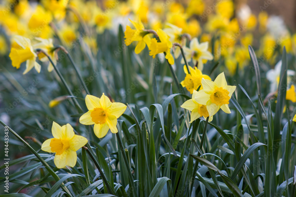 Fototapeta premium the daffodil flowers in a park