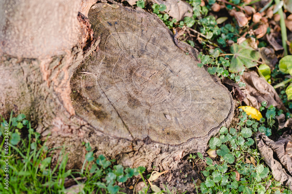 Rotten driftwood Rotten driftwood