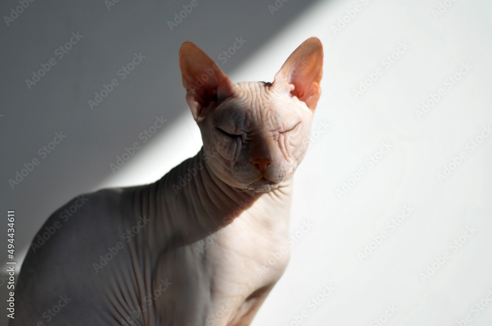 Sphynx cat sitting in the sun