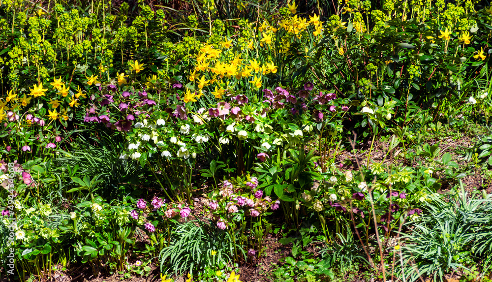 Fototapeta premium Spring flower garden