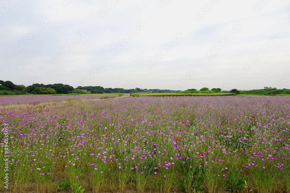 ムギナデシコ(Agrostemma githago)の花畑/【ポピー・ハッピースクエア】埼玉県鴻巣市 ムギナデシコ(Agrostemma githago)の花畑/【ポピー・ハッピースクエア】埼玉県鴻巣市