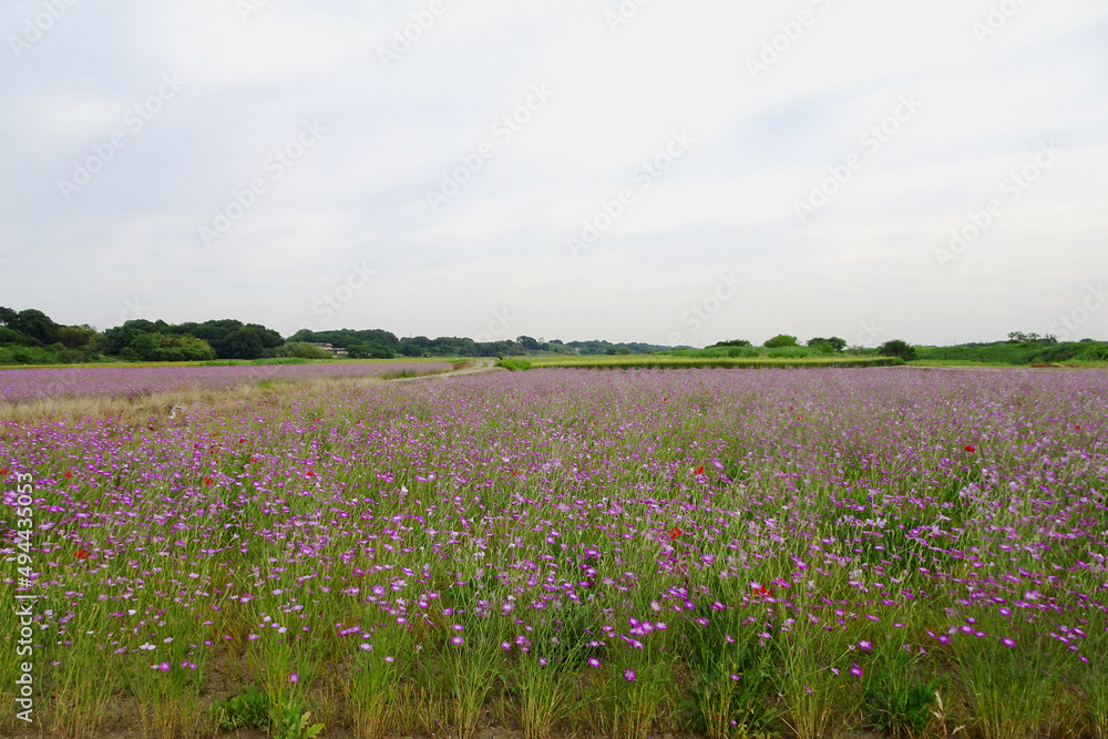 ムギナデシコ（Agrostemma githago）の花畑／【ポピー・ハッピースクエア】埼玉県鴻巣市