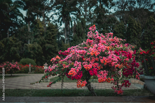 Beautiful shot of a Bougainvillea spectabilis plant in a garden photo