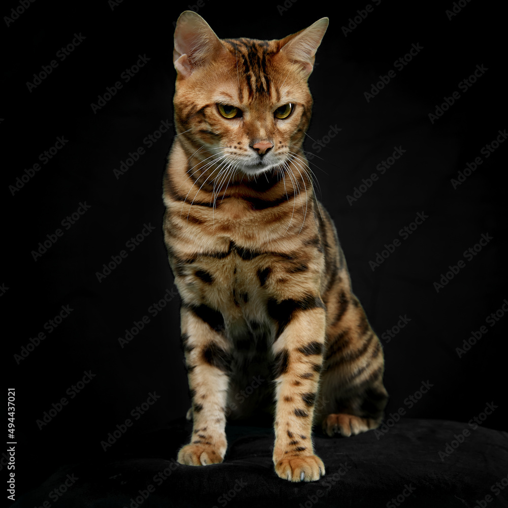 Full length front image of a bengal cat, isolated black background.
