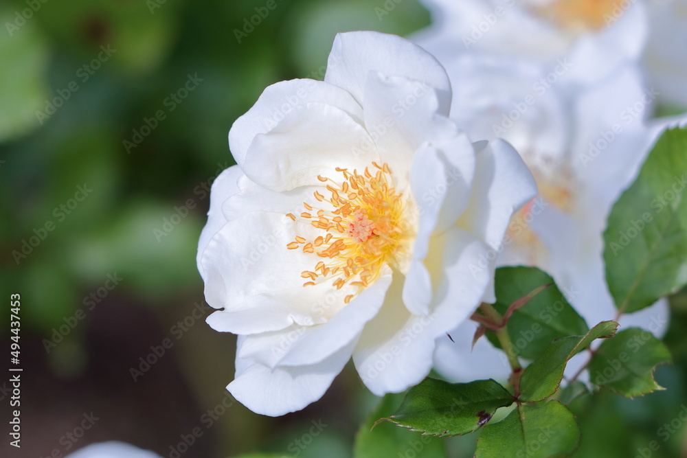 Obraz premium 白色の薔薇の花