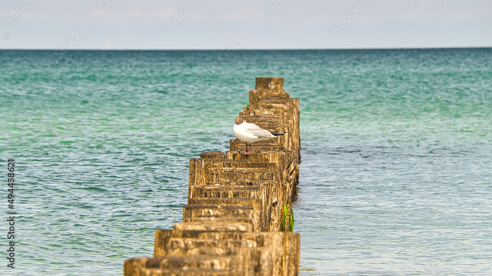 Seagull on a groyne that juts into the sea. On the Baltic Sea in Zingst.