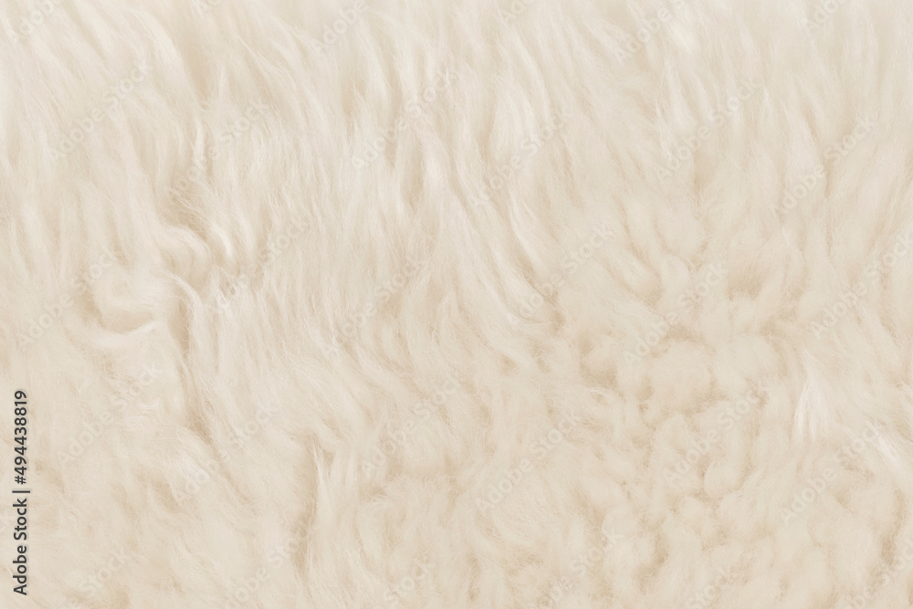 beige fluffy wool texture background. white natural fur texture. close-up for designers beige fluffy wool texture background. white natural fur texture. close-up for designers
