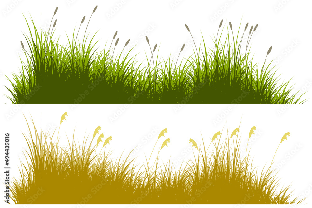 reeds grass flower dead, dry reeds - obrazy, fototapety, plakaty 